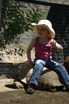 Abella gets a lift from a Giant Tortoise
